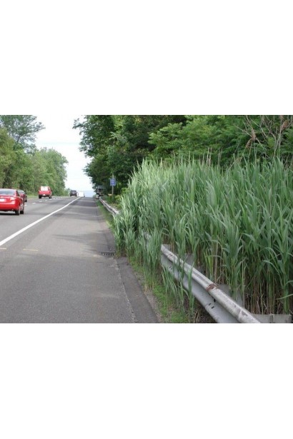 Очерет звичайний посадка 